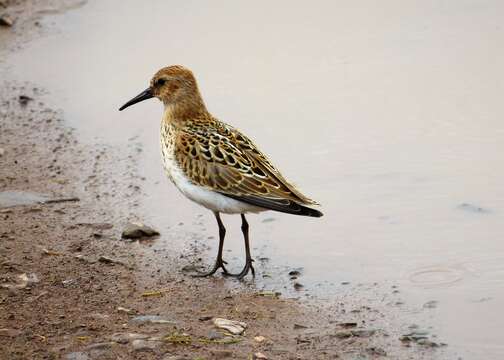 Image of Dunlin