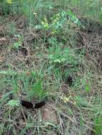 Image of Great Basin desertparsley