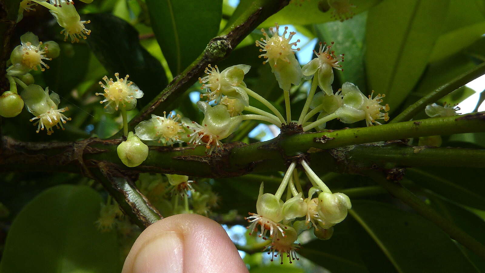 Image of Garcinia gardneriana (Planch. & Triana) D. C. Zappi