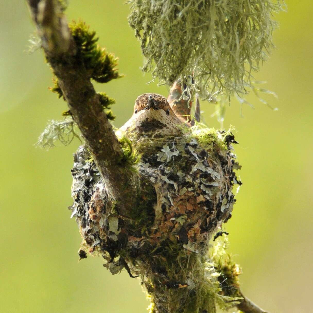 Image de Colibri roux