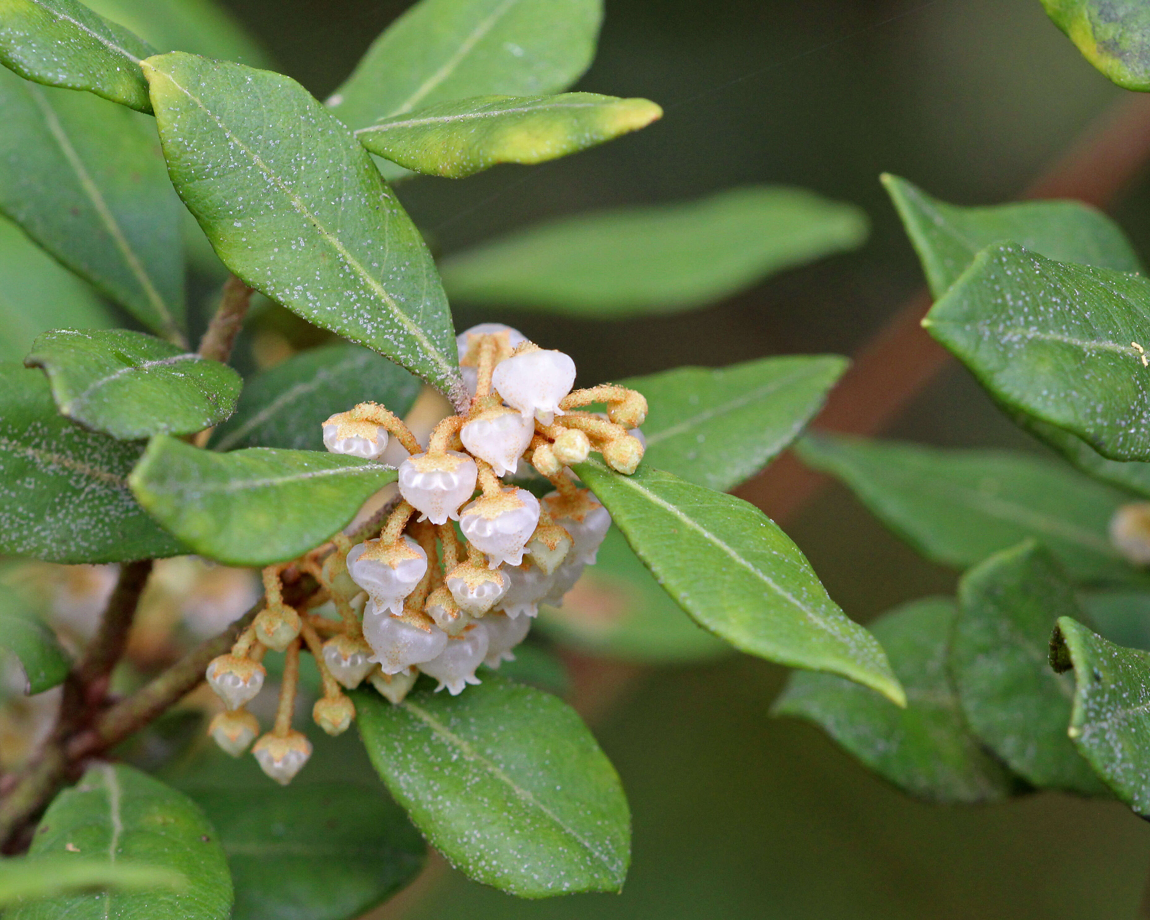 Image of Rusty Lyonia