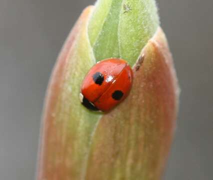 Plancia ëd Adalia bipunctata (Linnaeus 1758)