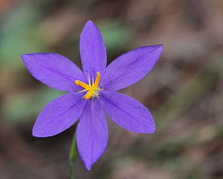 Imagem de Nemastylis floridana Small