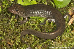 Image of Seal Salamander