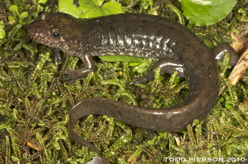 Image of Seal Salamander