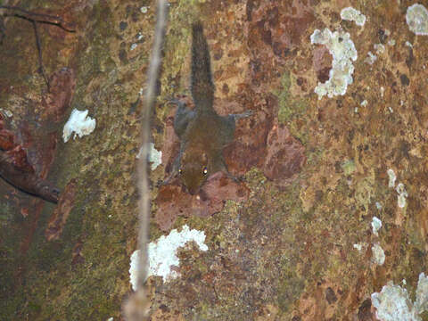 Image of Asian pygmy squirrel