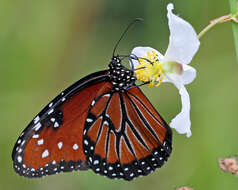 Plancia ëd Danaus (Anosia) gilippus Cramer 1775