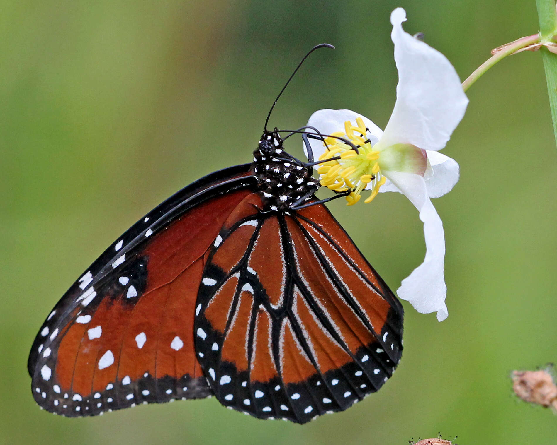 Plancia ëd Danaus (Anosia) gilippus Cramer 1775