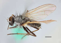 Image of anthomyzid flies