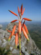Image of Aloe inyangensis Christian
