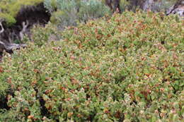 Image of Sterculiaceae