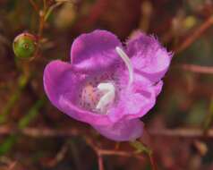 Image of false foxglove