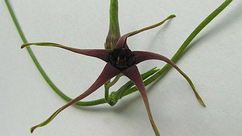 Image of Oxypetalum harleyi (Fontella & Goyder) Farin.