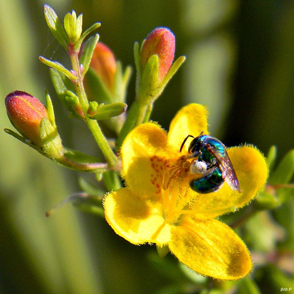 Image of blacksenna