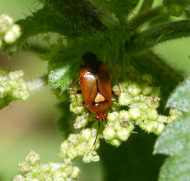 Deraeocoris ruber (Linnaeus 1758)的圖片