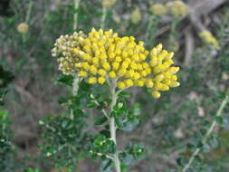 Image of Ozothamnus