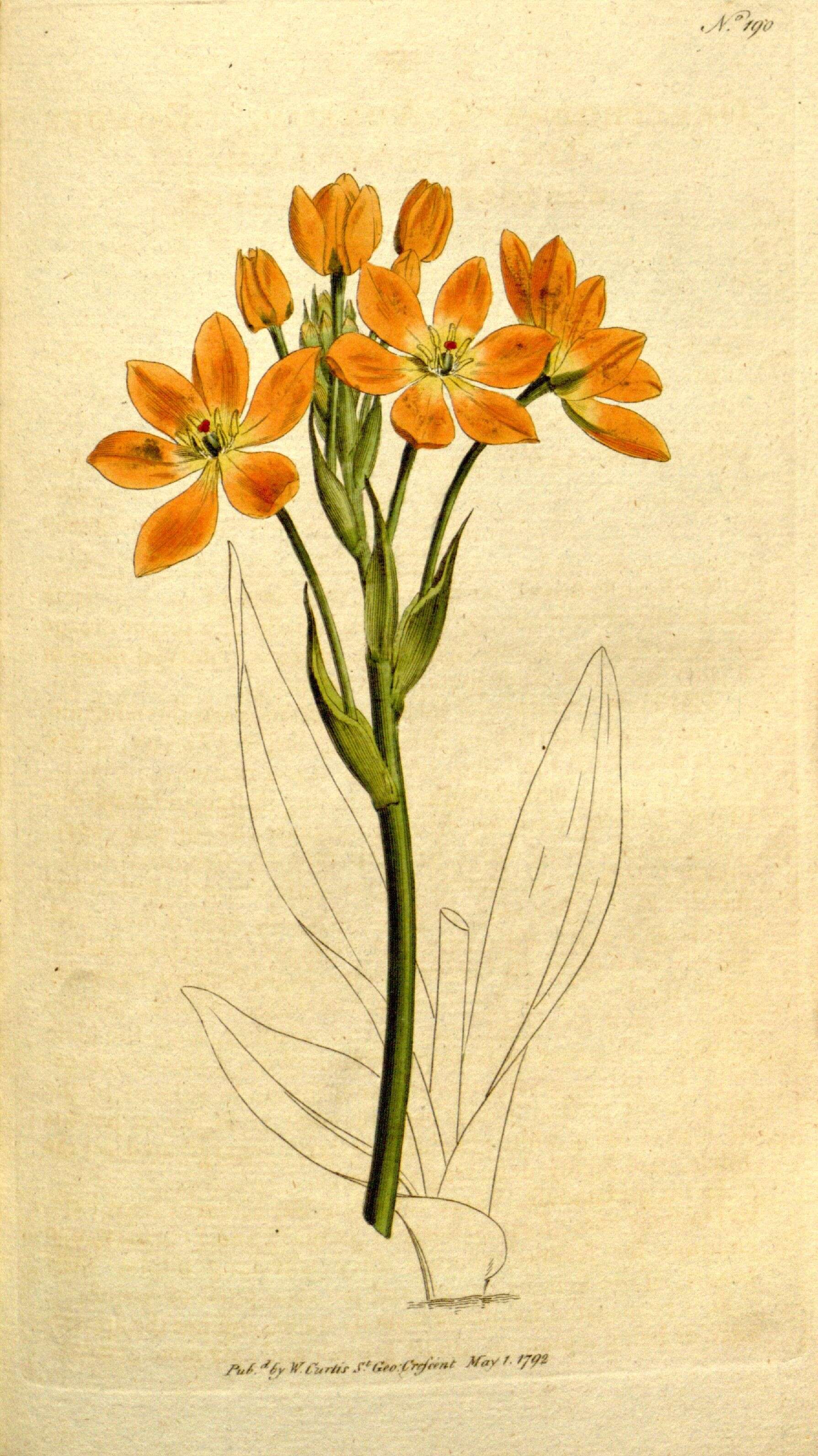 Image of Ornithogalum dubium Houtt.