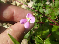 Plancia ëd Phaseolus acutifolius A. Gray