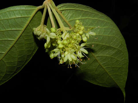 Image of Aegiphila cephalophora Standl.