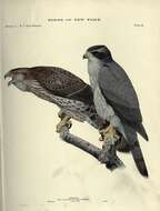 Image of Accipiter Brisson 1760