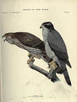 Image of Eurasian Goshawk