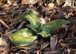 Himantoglossum adriaticum H. Baumann resmi