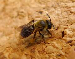 Image of Andrena bicolor Fabricius 1775