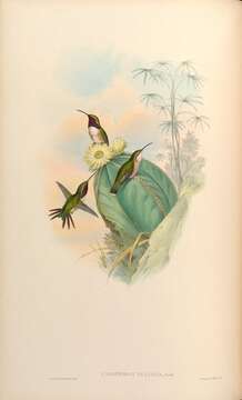 Plancia ëd Calothorax pulcher Gould 1859