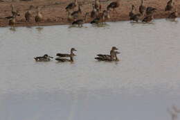 Image of Grass Whistling Duck