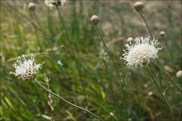 Image of cephalaria