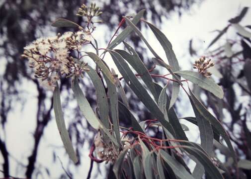 Image of Eucalyptus persistens L. A. S. Johnson & K. D. Hill