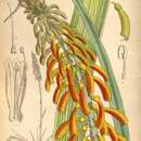 Image of Kniphofia thomsonii var. snowdenii (C. H. Wright) Marais