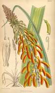 Image of Kniphofia thomsonii Baker