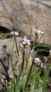 Image of Cardamine tryssa I. Thomps.