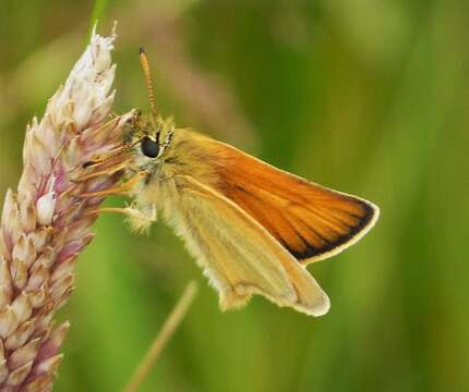 Image of essex skipper