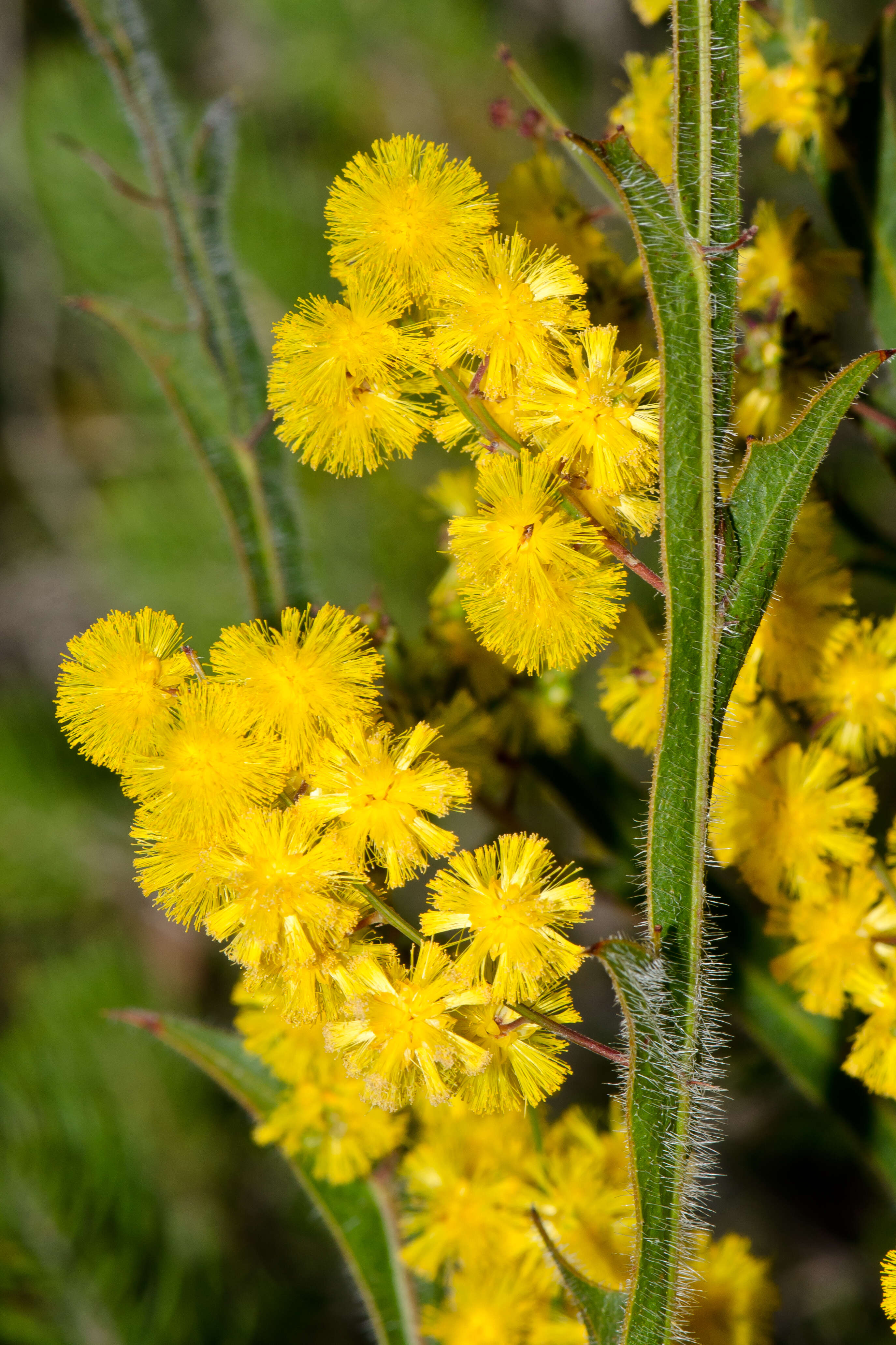 Acacia alata var. platyptera (Lindl.) Meisn.的圖片