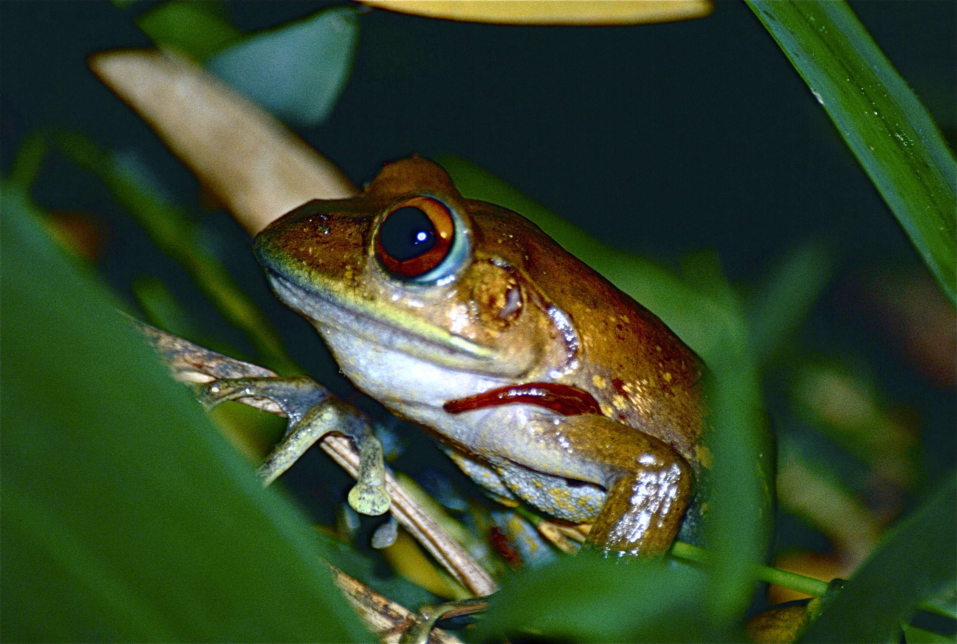 Image of Goudot's Bright-eyed Frog