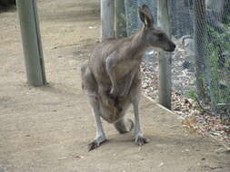 Image of Tasmanian forester kangaroo