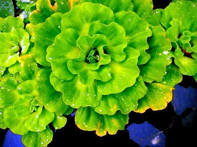 Image of pistia