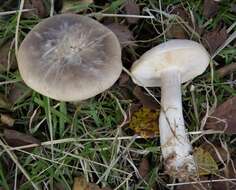 Image of Clitocybe