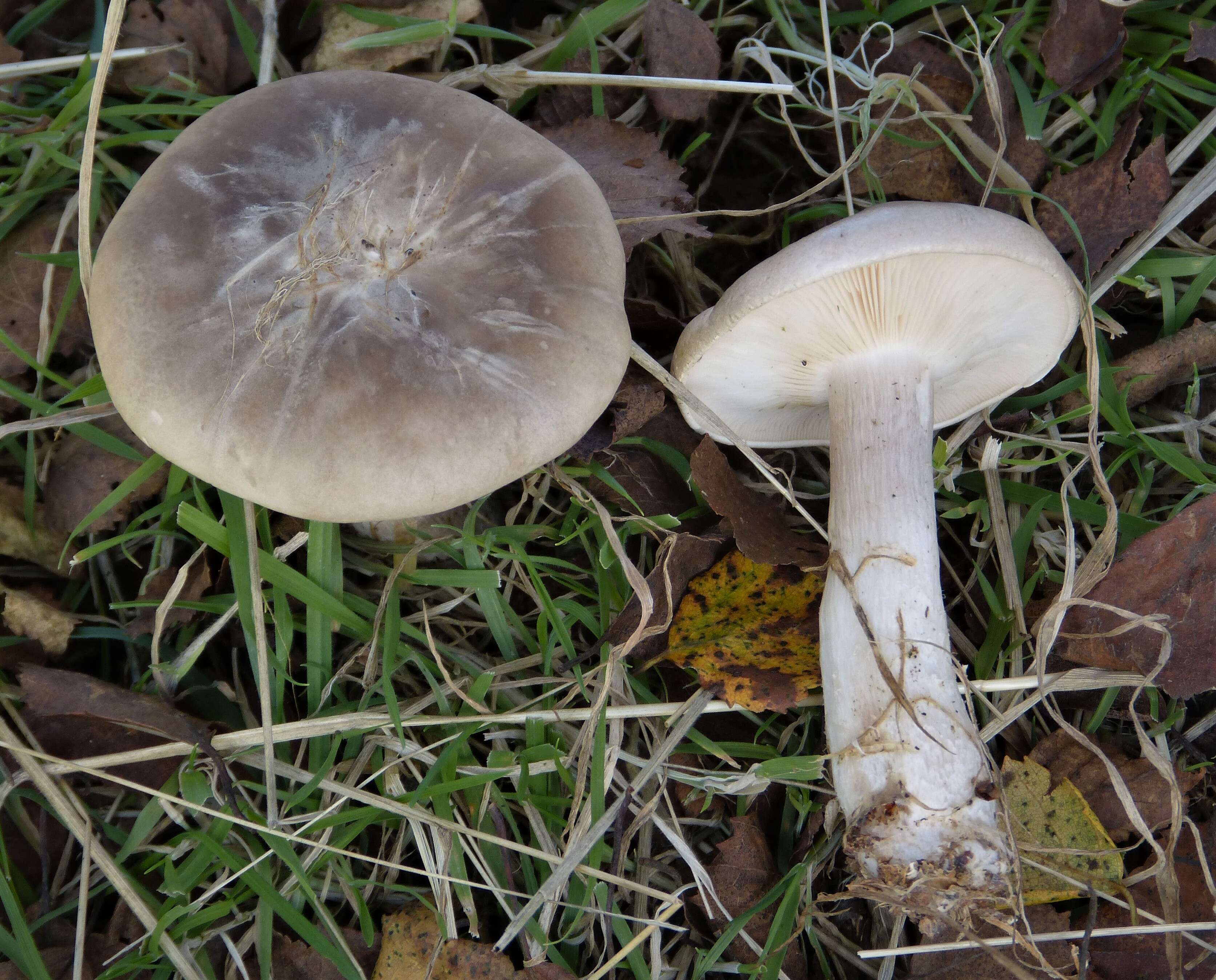 Image of Clitocybe