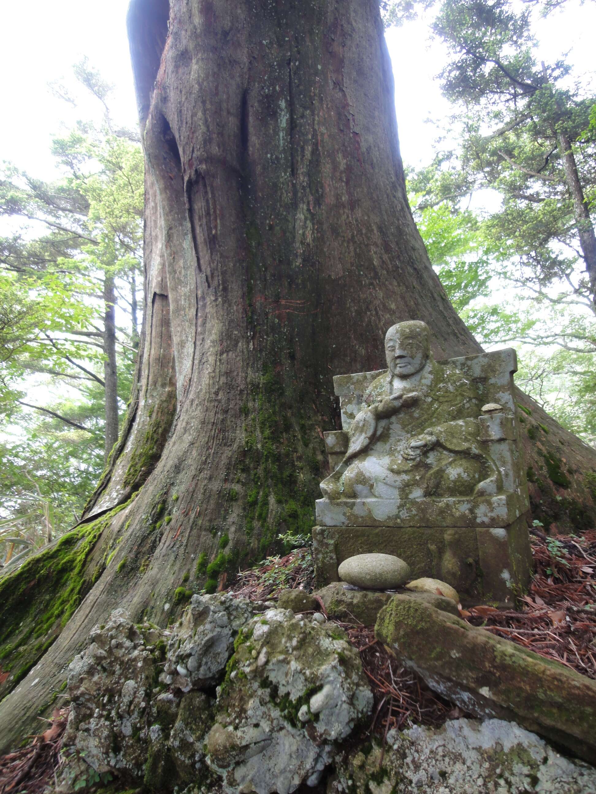 Image of umbrella-pine family