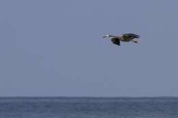 Image of Egretta egretta