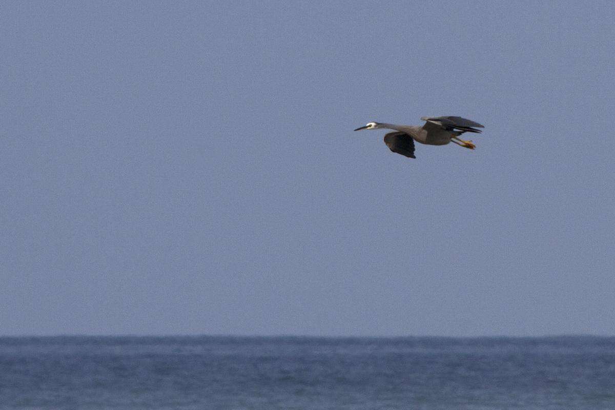 Image of Egretta egretta