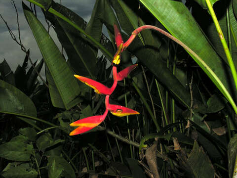 Image of Heliconia marginata (Griggs) Pittier