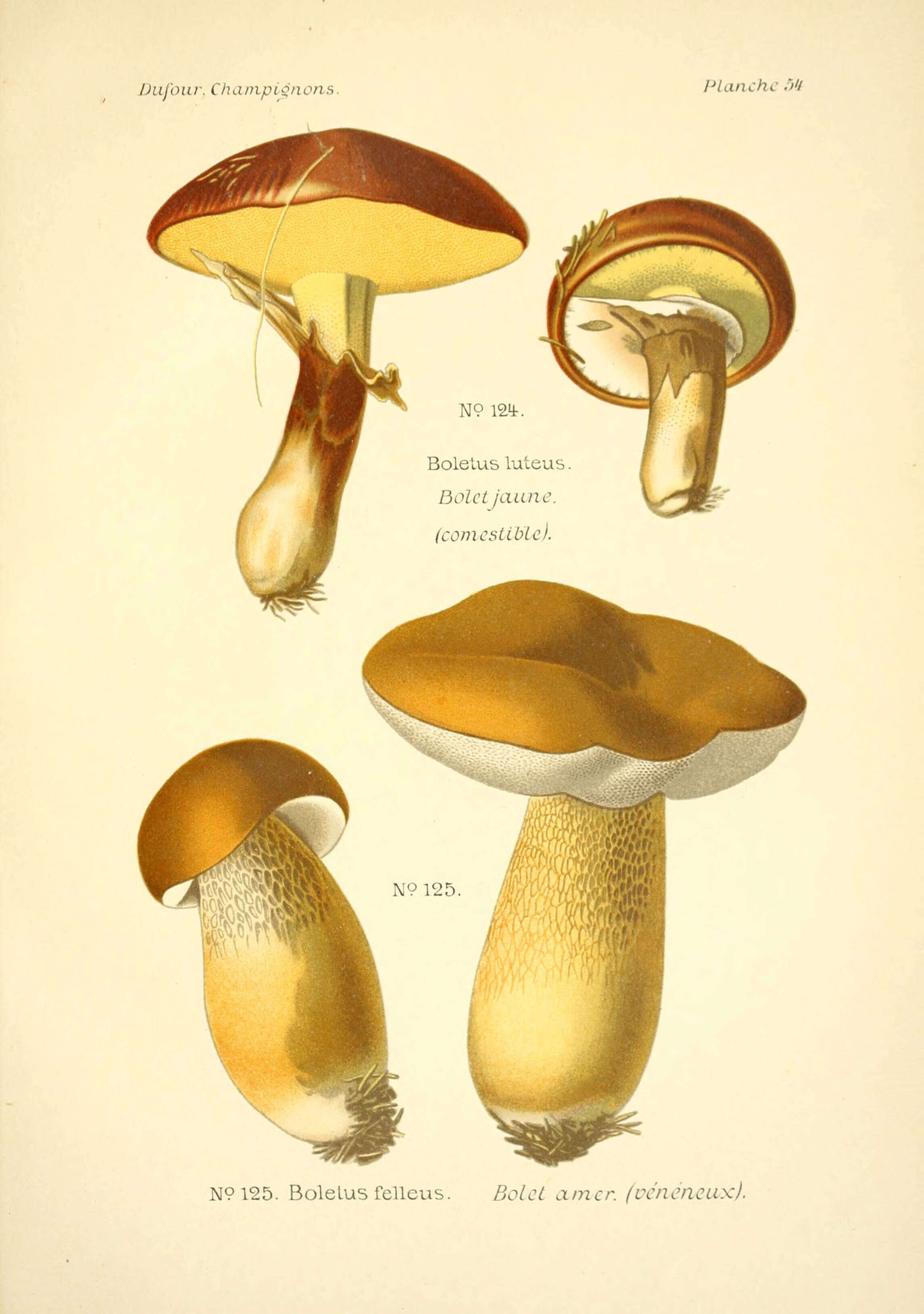 Image de Suillaceae