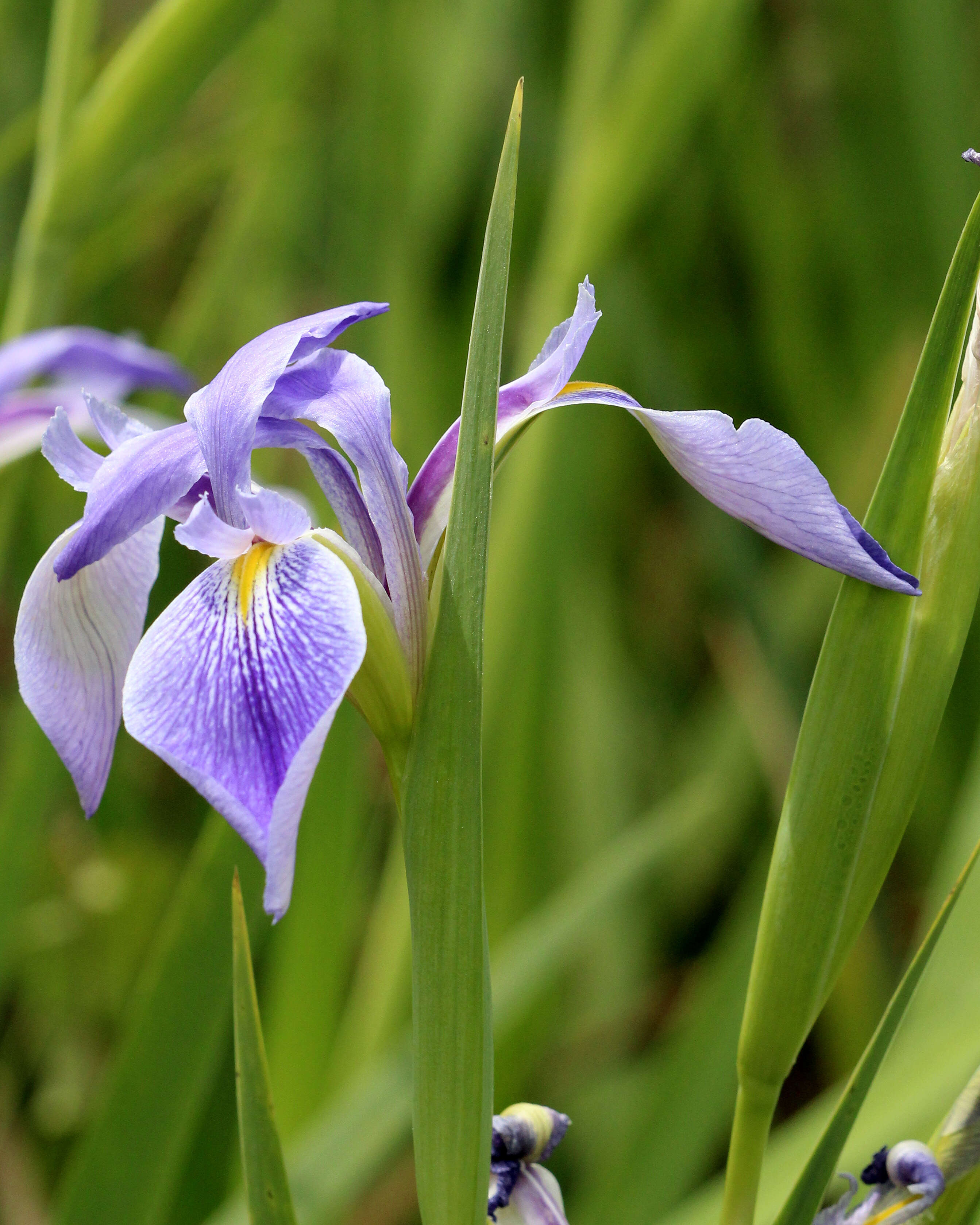 Sivun Iris savannarum Small kuva