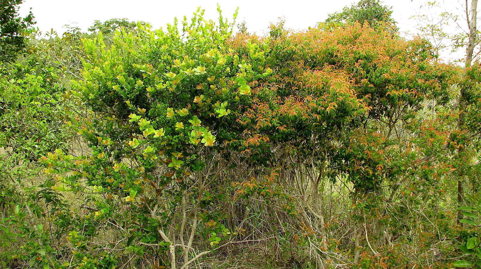 Myrcia neopolyantha Sobral & Mazine的圖片