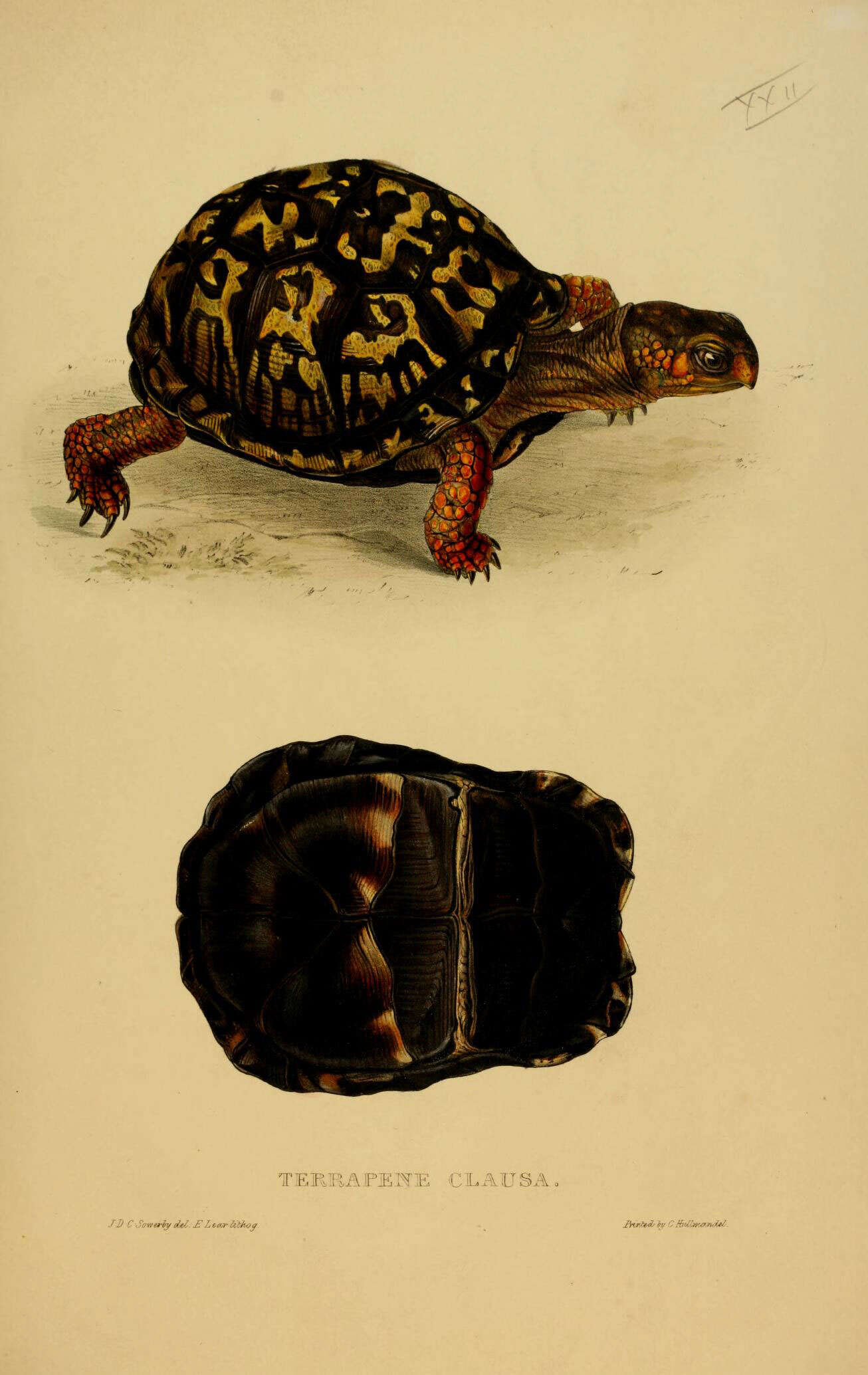 Image of box turtle