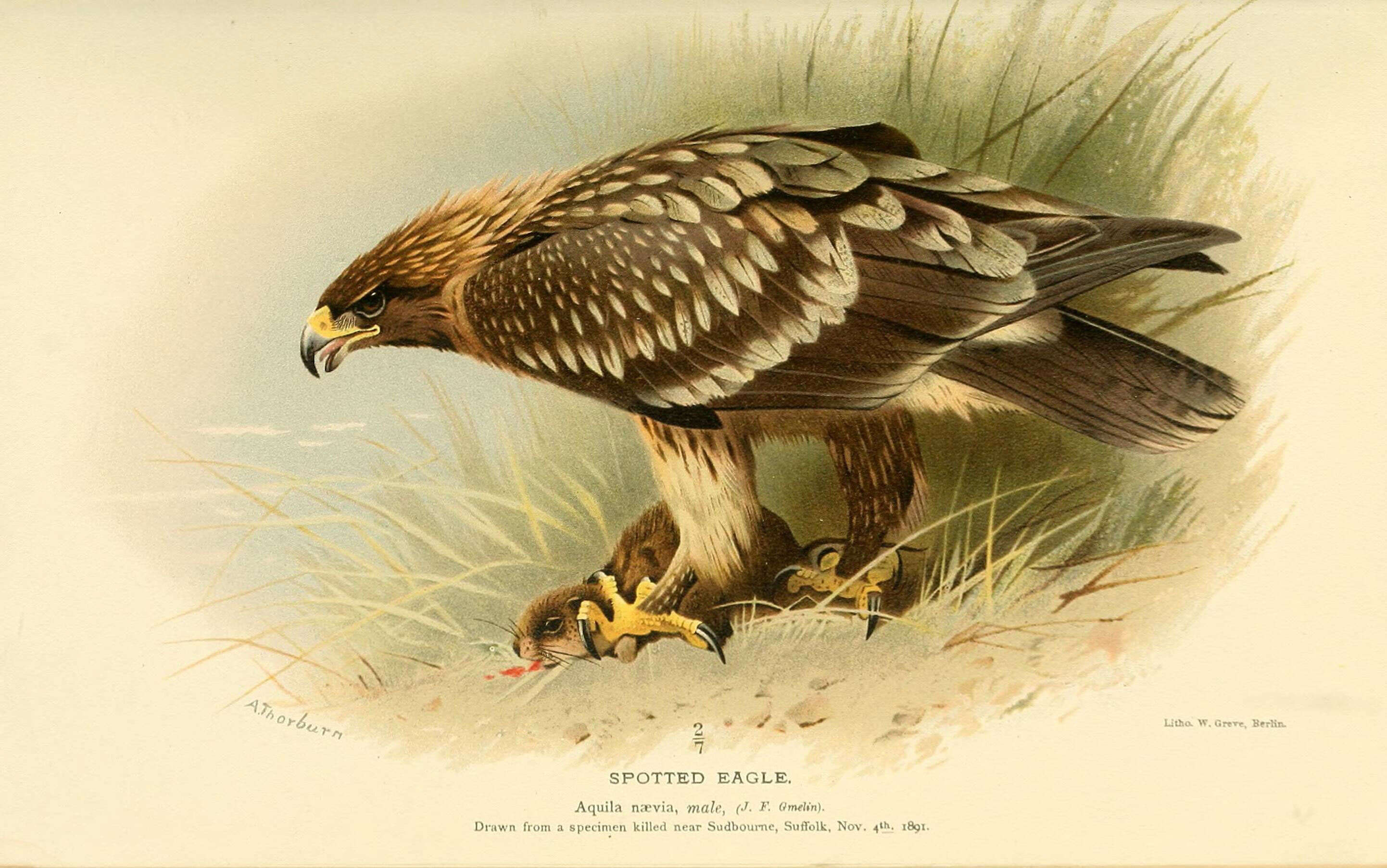 Image of Aquila